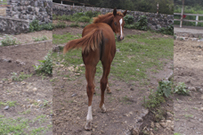 MISS GUNNER O PEPPY