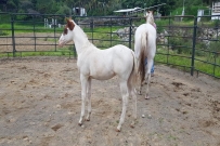 pinto hijo de lil joe cash