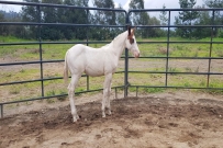 pinto hijo de lil joe cash
