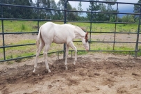 pinto hijo de lil joe cash